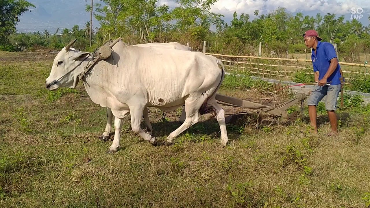 SAPI PAJEKO...|| "TEKNOLOGI BAJAK LEGEND KAILI"