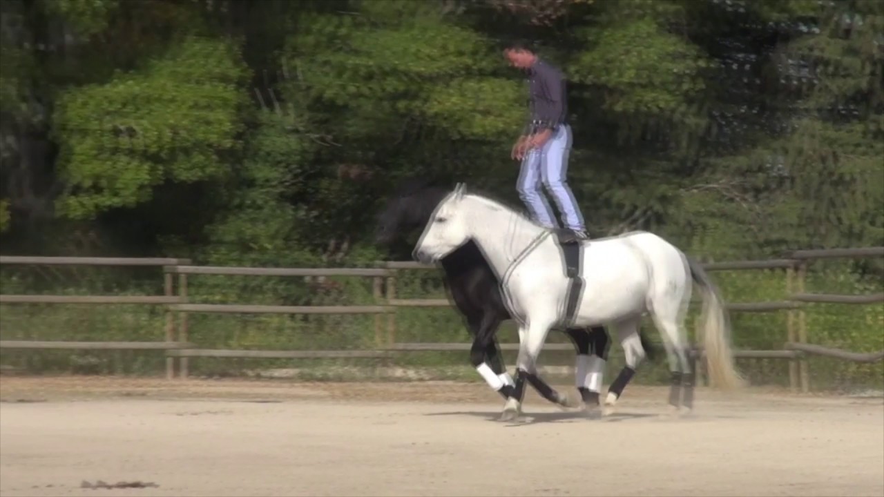 The Height of Paradise - Gonzalez Horse Show - Freedom