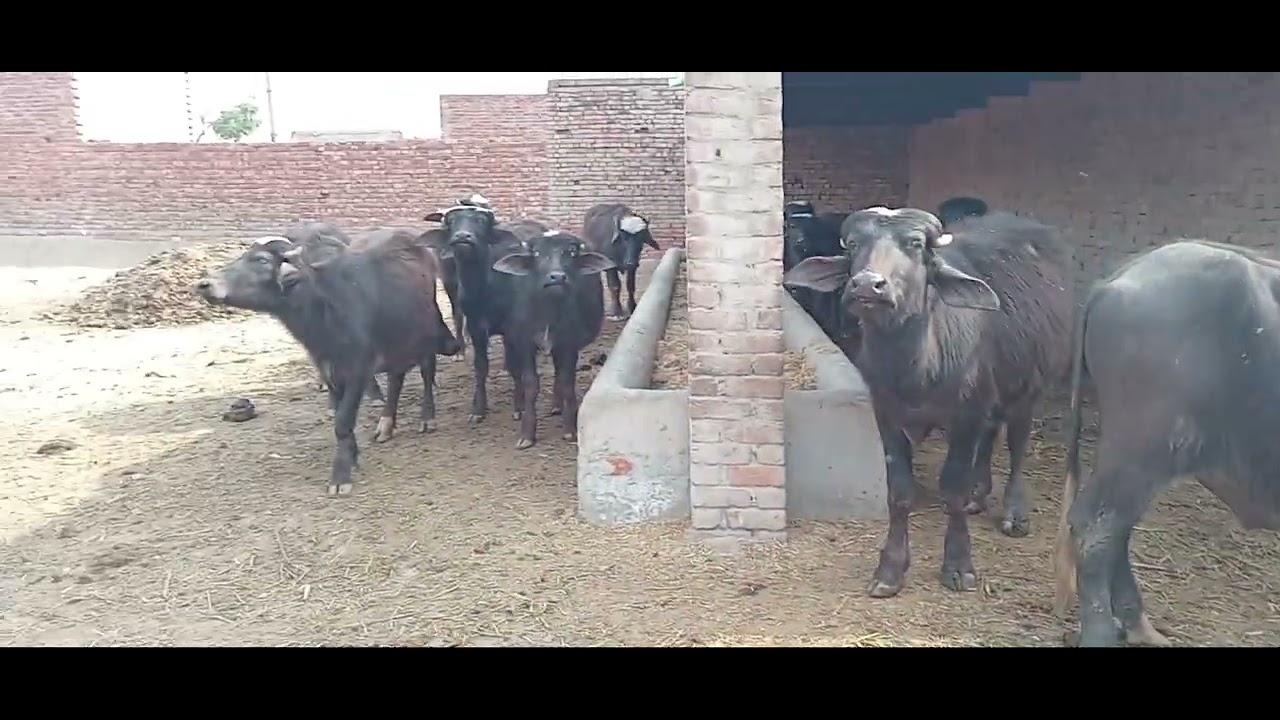 Feeding for fattening animals 