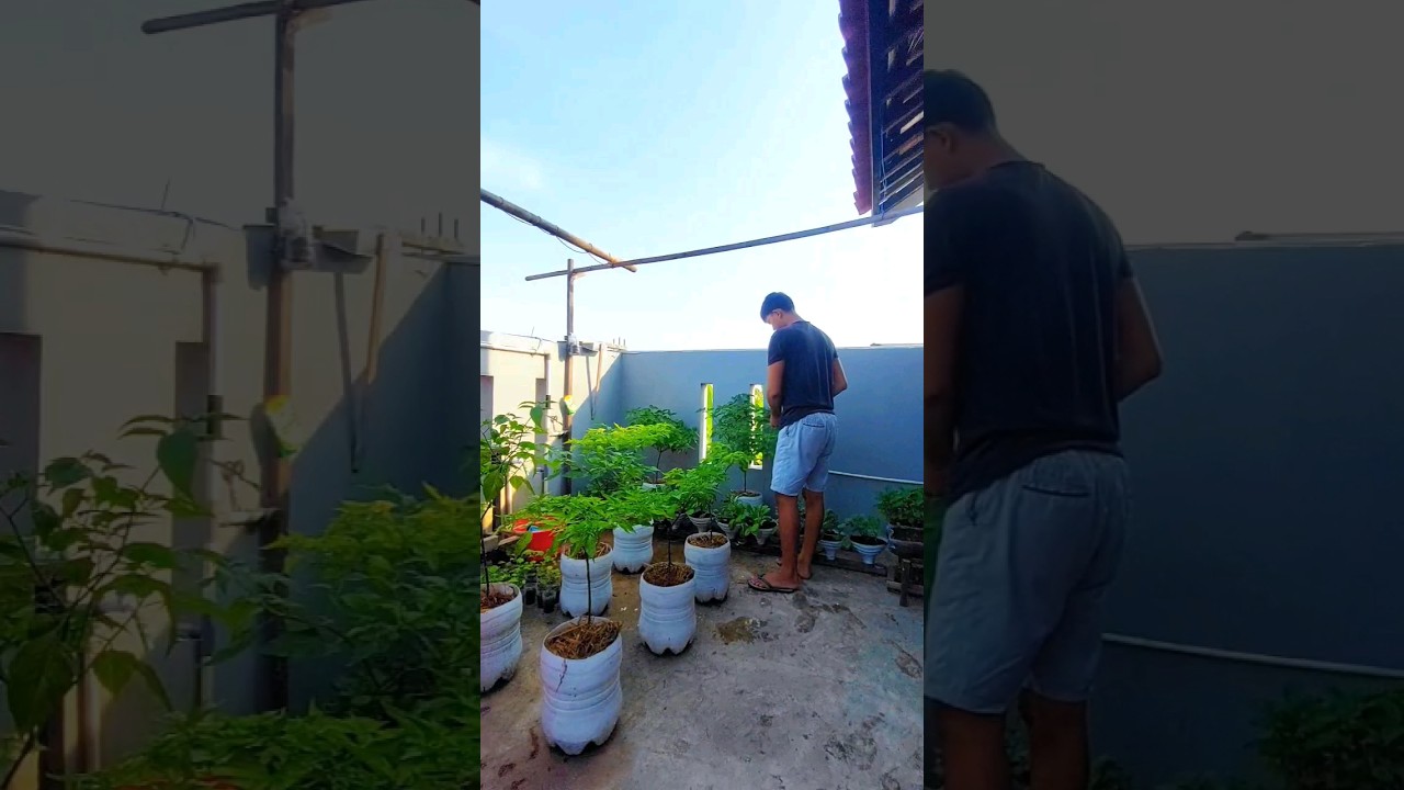 Tips Tanam Cabai Dirumah 🌶🌶 #39 #gardening