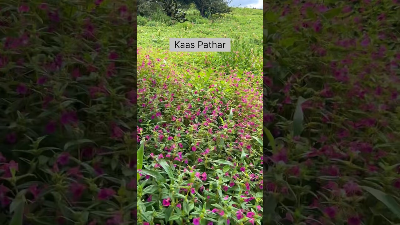 Kaas Pathar Satara 2023 😍 | Kaas Plateau Vlog | check full vlog on channel 📍😊