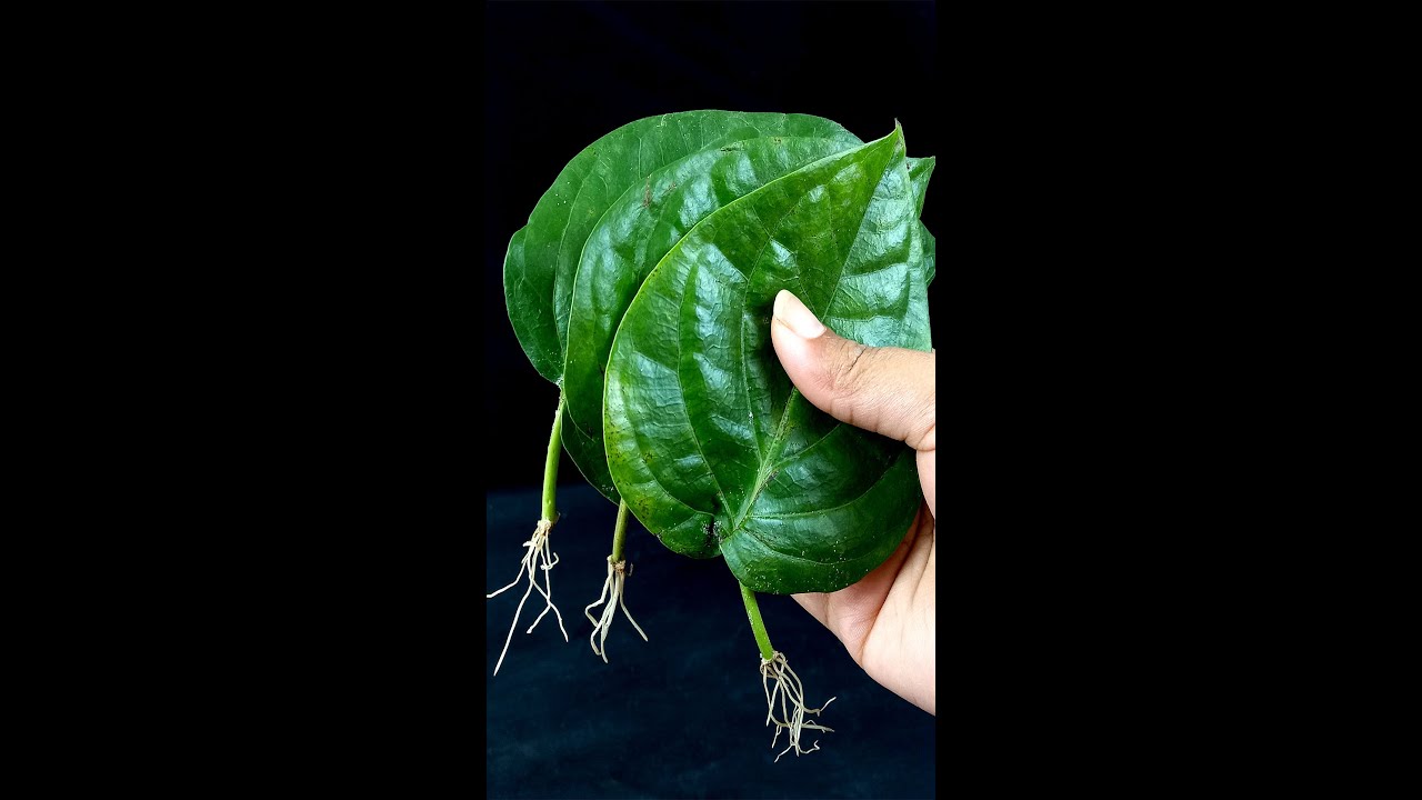 How To Grow Betel leaf Plant From Leaf