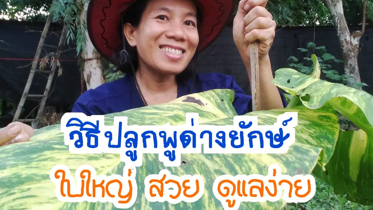 วิธีขยายพันธุ์พลูด่างยักษ์ให้กอใหญ่ใบสวยไม้มงคลและเป็นไม้ฟอกอากาศขนาดยักษ์