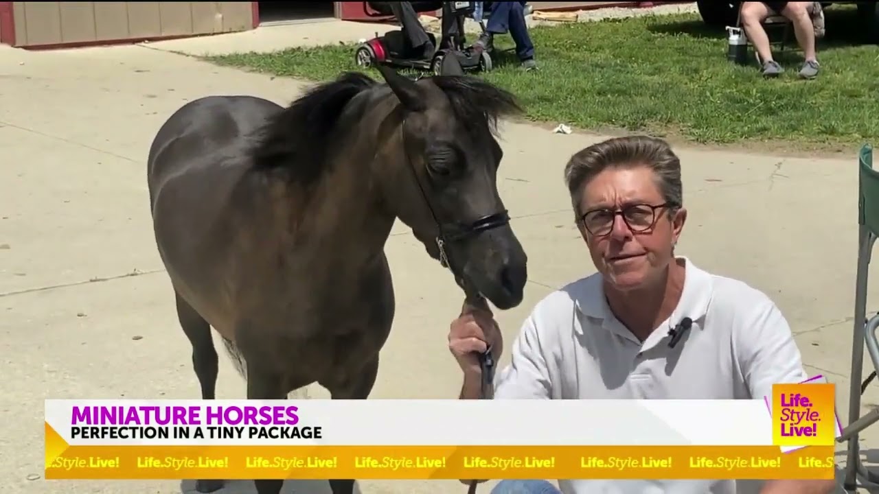 Miniature Horses