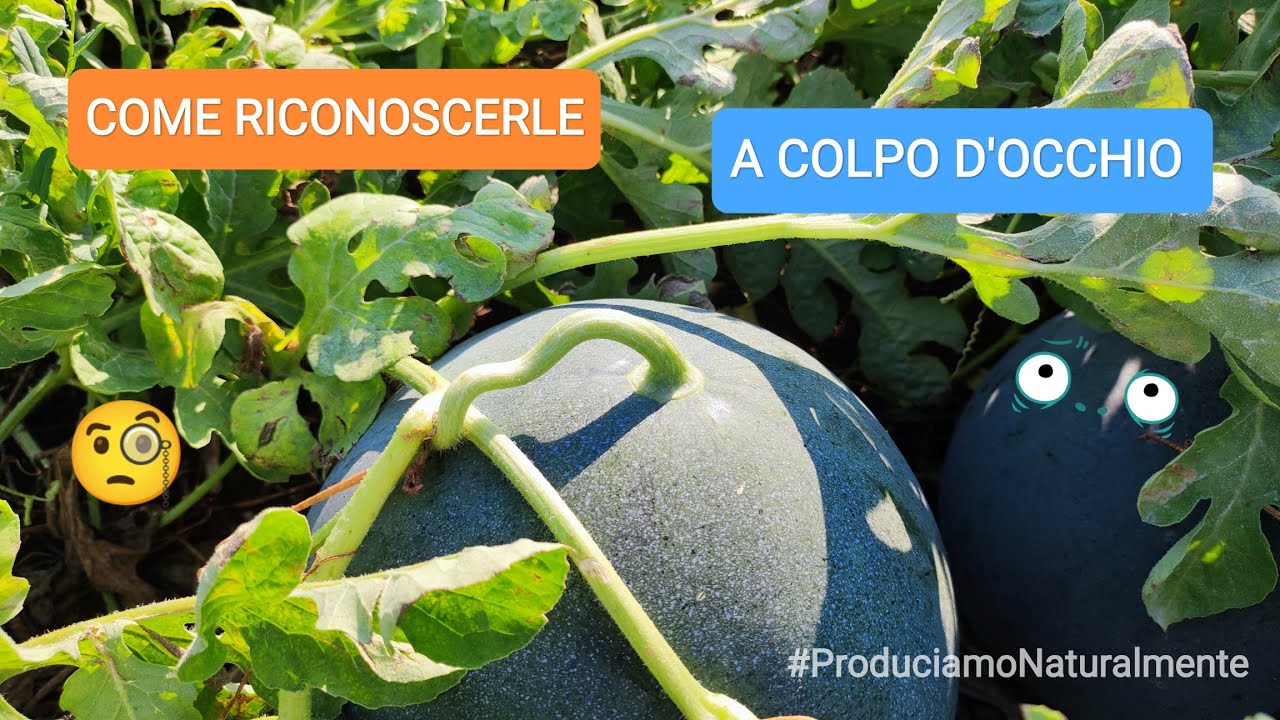Guida Come riconoscere Anguria matura sul campo a colpo d'occhio | Doppi e Diretti 2&times;15