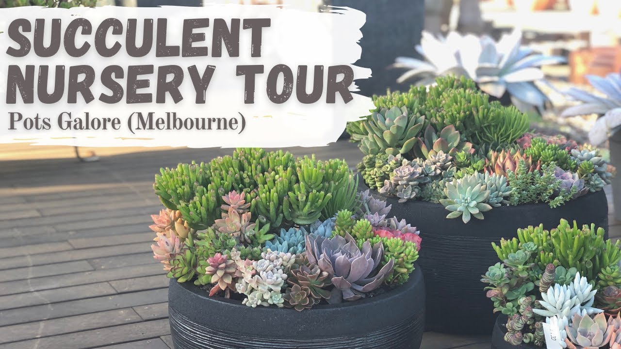 SUCCULENT NURSERY TOUR IN MELBOURNE  // Pots Galore
