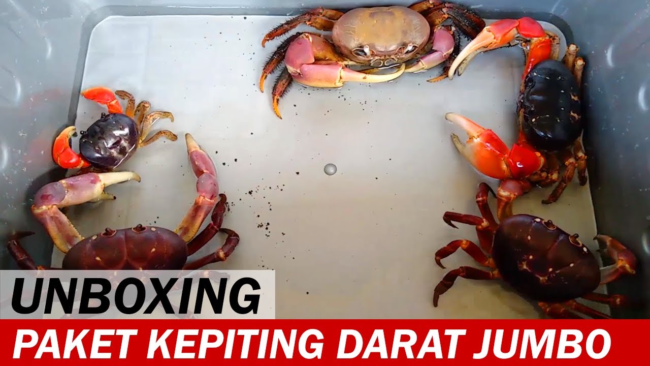 UNBOXING! Kepiting Darat Jumbo | Unboxing Video | Crabpedia