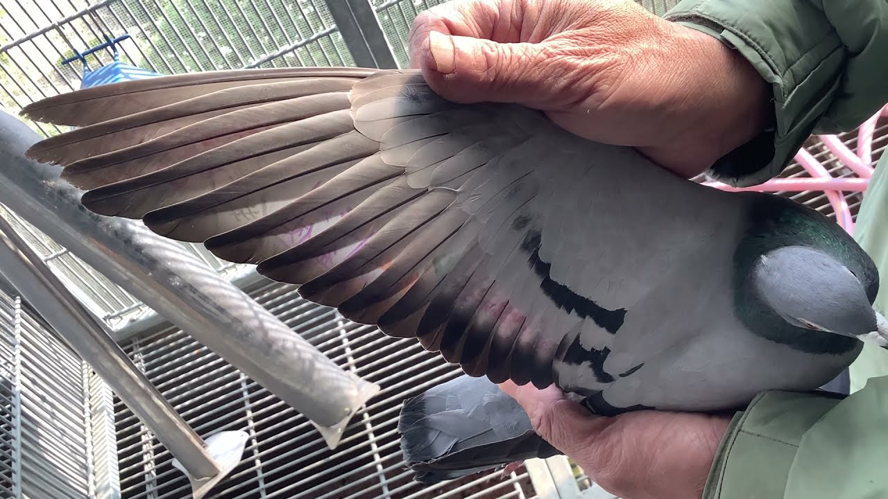 深入祥富鴿舍 一探私房鴿櫥 分享介紹當季獲獎銘鴿 #賽鴿 #銘鴿 #pigeon #台灣之光 #傳產轉型 #數位轉型 #獨角獸 #項目銷講 #強豪