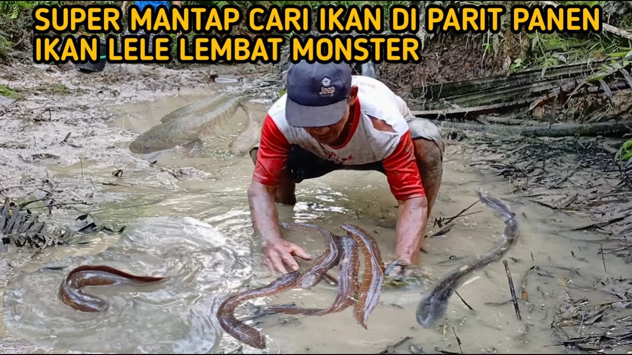 SEUMUR UMUR BARU PERTAMA KALI MENCARI IKAN DI SUNGAI MATI PANEN IKAN LELE LEMBAT MONSTER