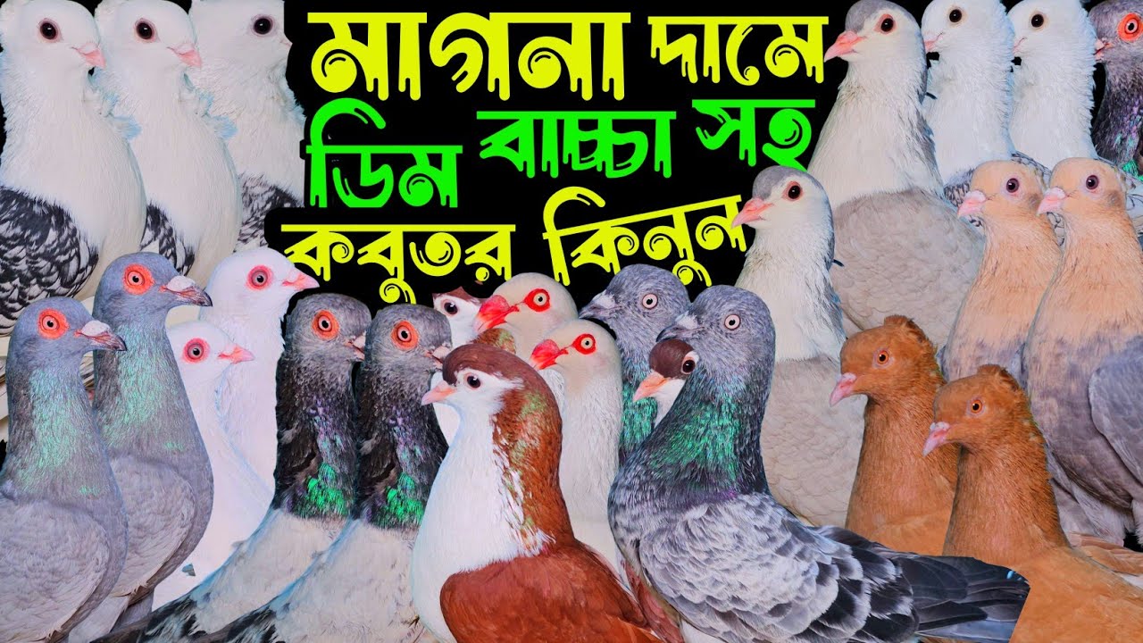 মাগনা দামে ডিম বাচ্চা সহ ময়না জাক,ডেনিশ,লাহোরী,সিরাজী কবুতর কিনুন | বাকবাকুম পায়রা | Pigeon video |