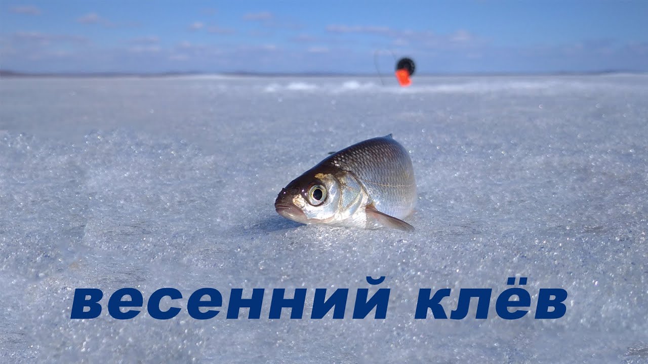 Руки устали таскать рыбу. О встрече на льду с МЧС.