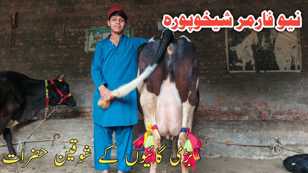 New Farmar Sheikupura || Jarsey Australian Fresian cross breed cows fresh rates !Ali Best