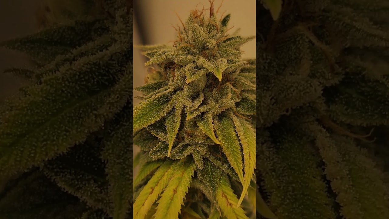 Gas Tanker (motorbreath x Sour dubb) at 8.5 weeks, faded #canada #cannabis #organic