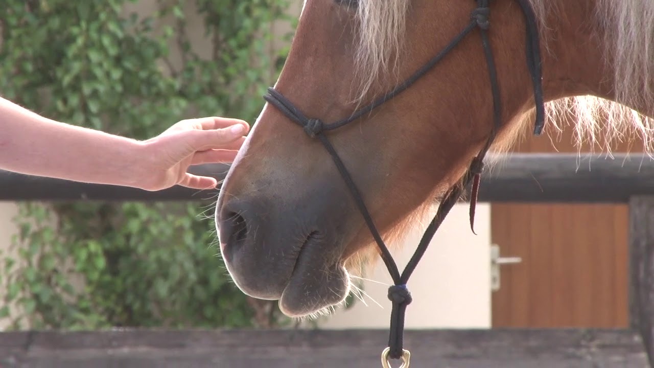 05 Installing your horses brakes with 