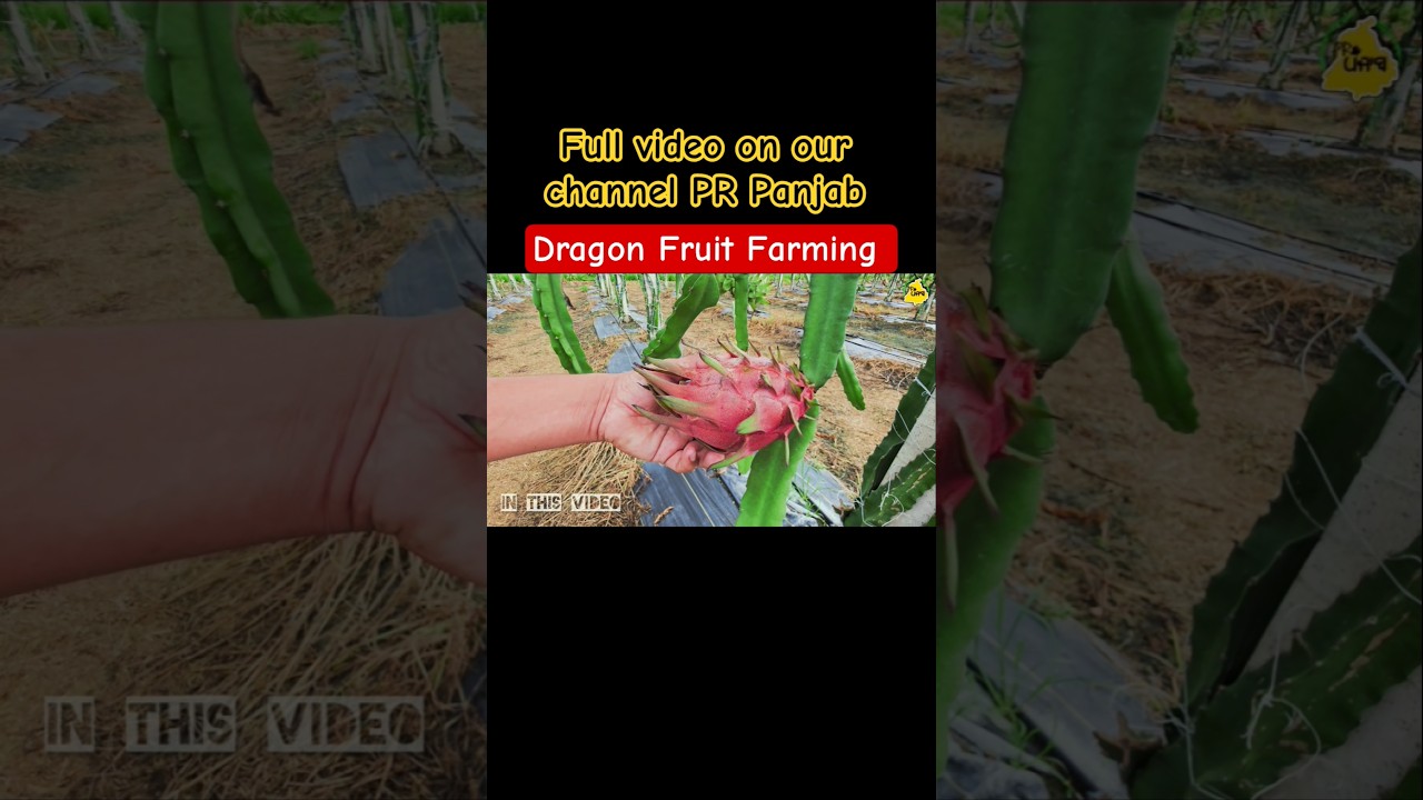 Dragon Fruit Farming.  PR Panjab #PRPanjab #agriculture #farming #dragonfruit #shorts #punjab #india
