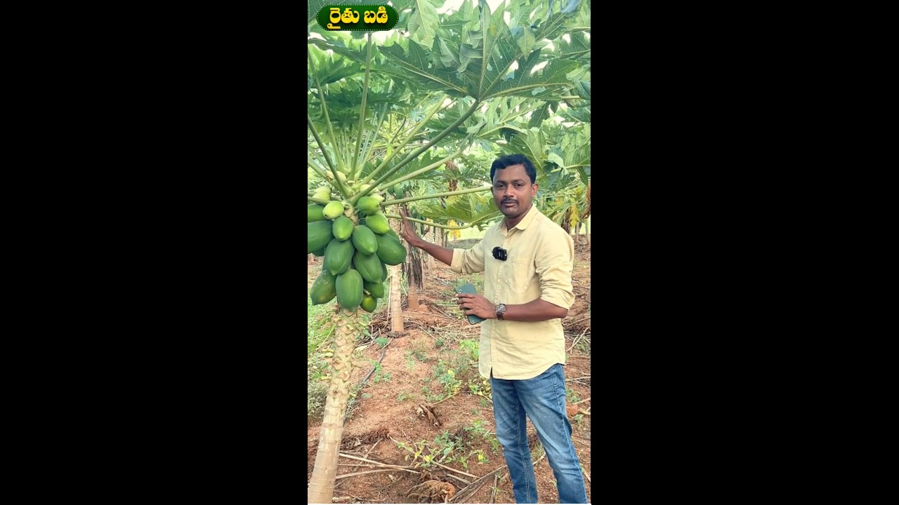 Plantix App easily identifies crop pests | Rythu Badi #shorts