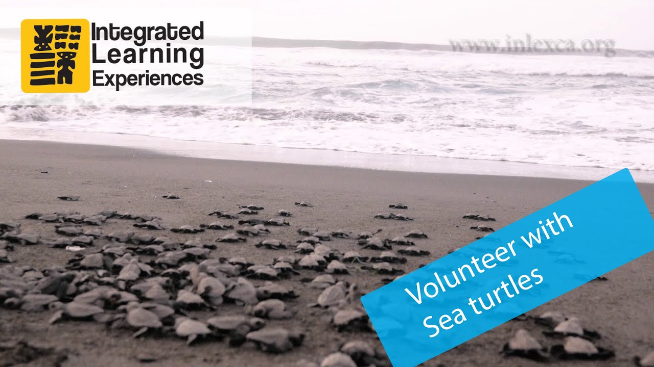 Volunteer in Sea Turtle Conservation