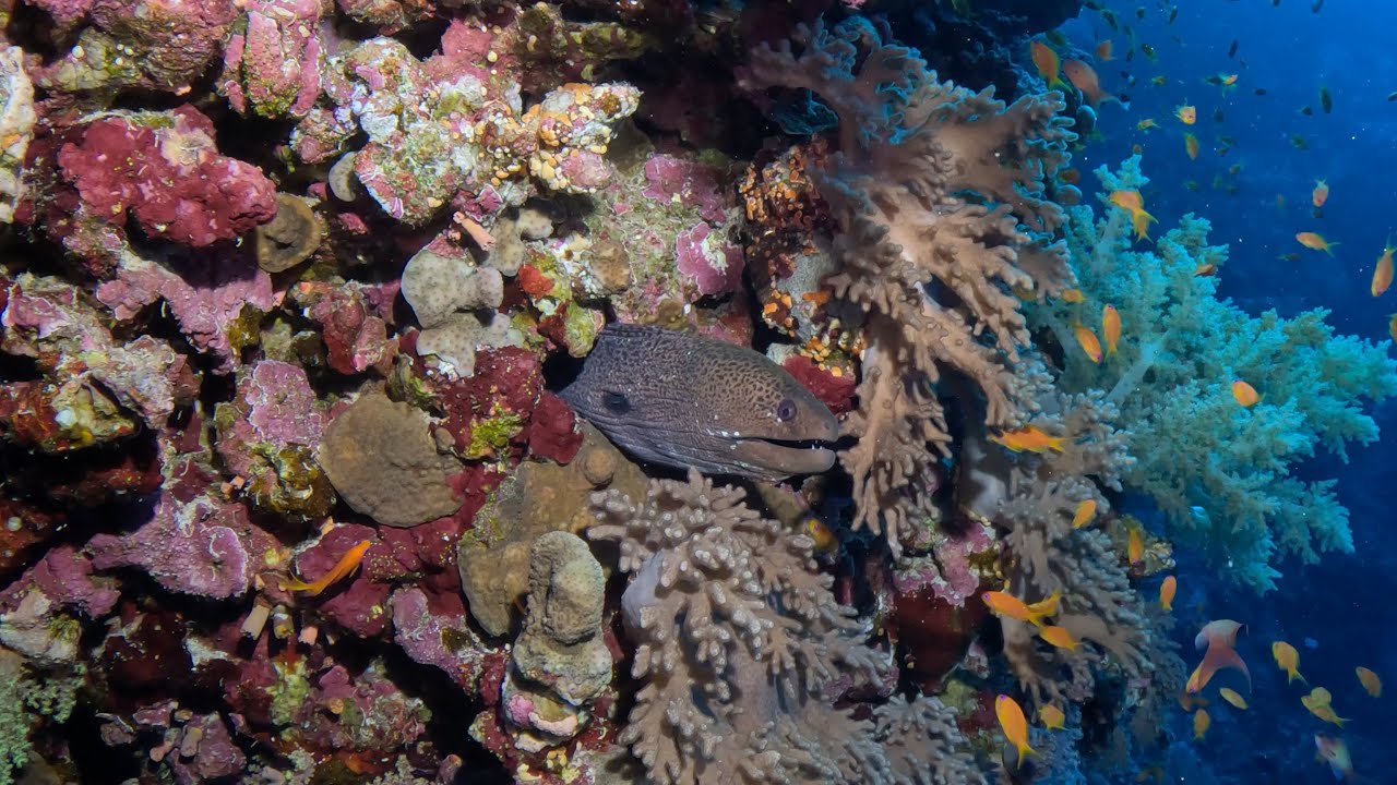 Diving Little Brother Island (El Ikhwa, Red Sea, Egypt) Sep-2025