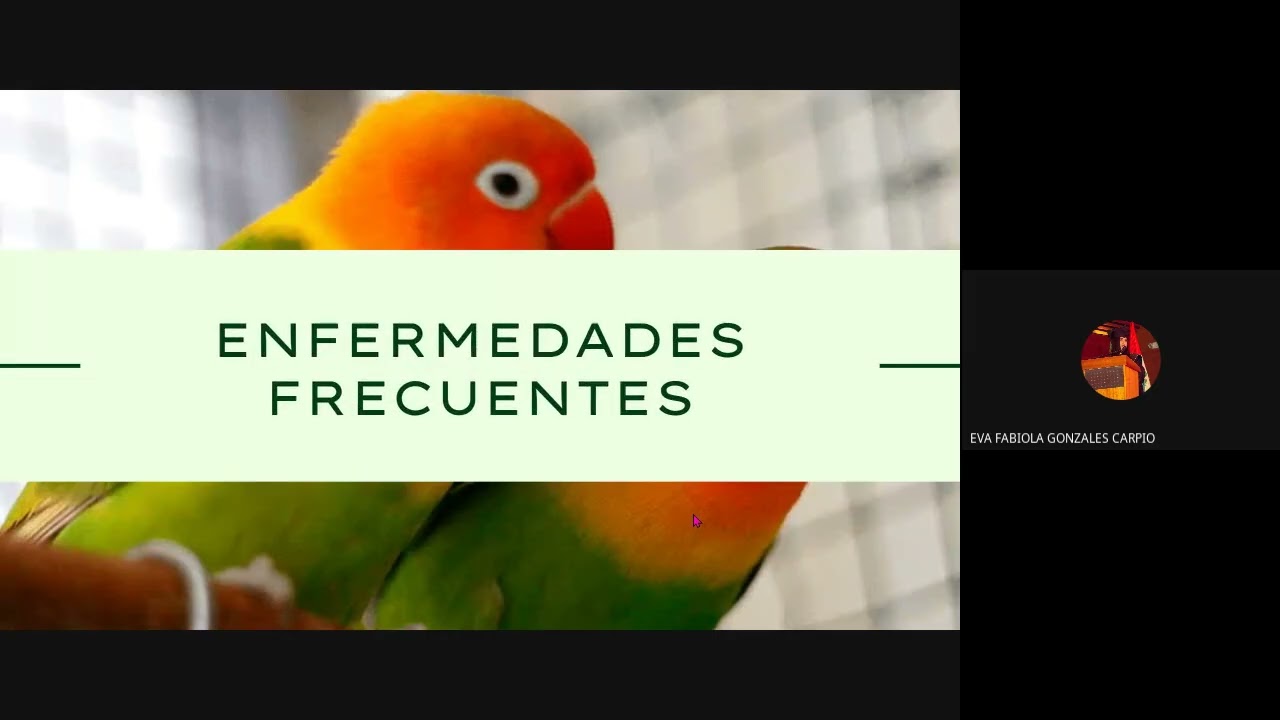 🦜 𝐄𝐍𝐅𝐄𝐑𝐌𝐄𝐃𝐀𝐃𝐄𝐒 𝐅𝐑𝐄𝐂𝐔𝐄𝐍𝐓𝐄𝐒 𝐄𝐍 𝐀𝐕𝐄𝐒 𝐘 𝐏𝐒𝐈𝐓𝐀́𝐂𝐈𝐃𝐎𝐒