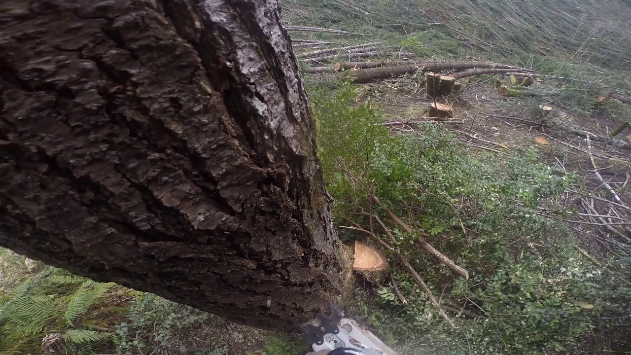 South Coast Timber Falling (part 3)
