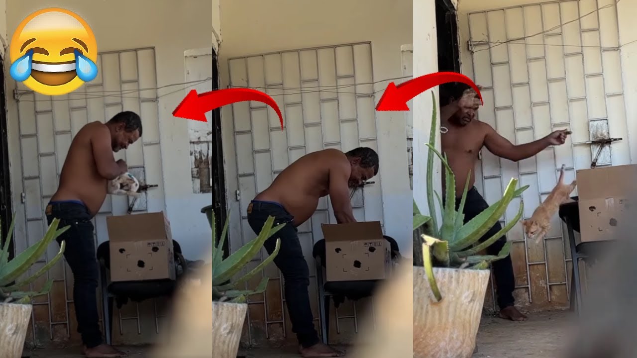 El conejo 🐇 y el gato 🐈 no se pueden perder esta broma 😅😂