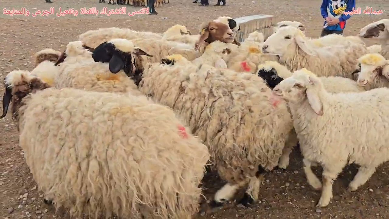 سوق مواشي الموصل علوة كوكجلي #طليان #طلي #غنم #مواشي #حلال #عبدالله_الطيب #ماعز