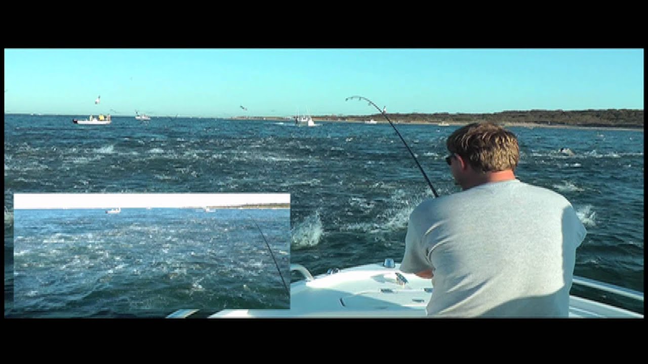Montauk Striped Bass Blitz 2011 HD - AMAZING