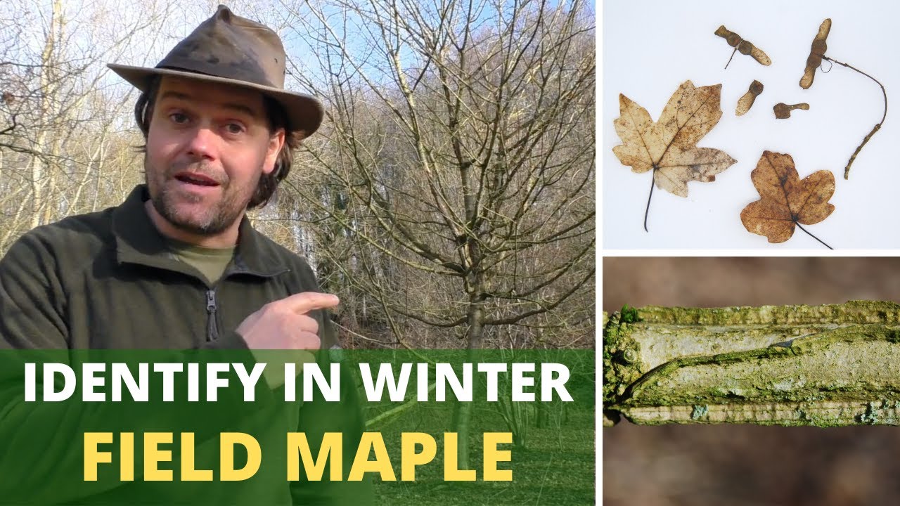 Как определить полевой клен зимой