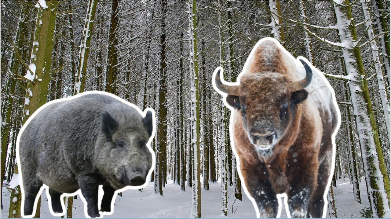 My Country Hates Big Wildlife? (Wildlife Tracking Vlog)