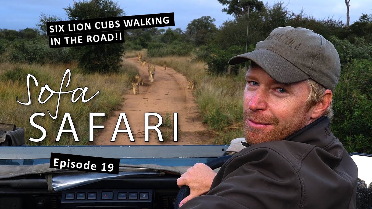 Sofa Safari Episode 19: Adorable LION cubs playing in the road