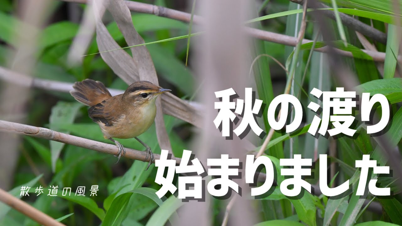 《ゆるい自然観察Vlog166》渡りの季節は嬉しい出会いが待ってます