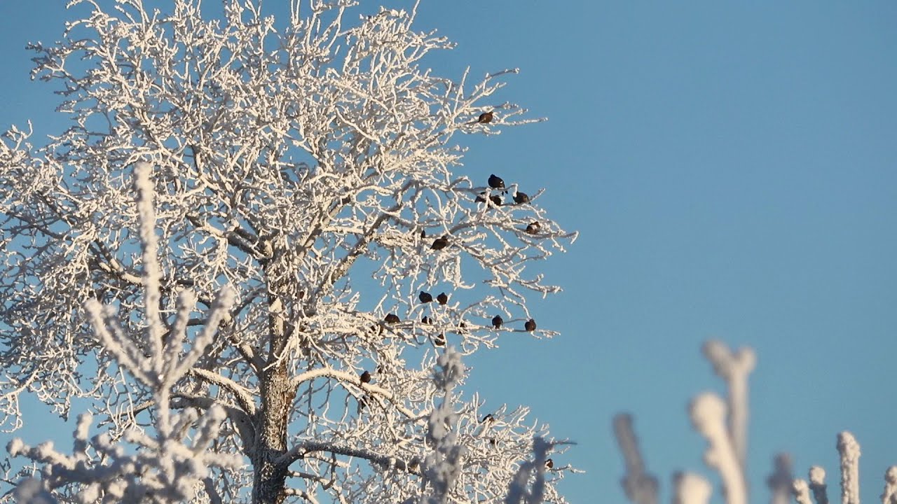 ОХОТА НА БОРОВУЮ ДИЧЬ В СИЛЬНЫЙ МОРОЗ. ОХОТА НА РЯБЧИКА и ТЕТЕРЕВА МЕЛКАШКОЙ С ПОДХОДА.