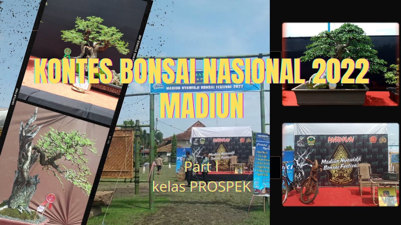 Kontes Bonsai Nasional 2022 Madiun (part1 kelas prospek full bonsai)