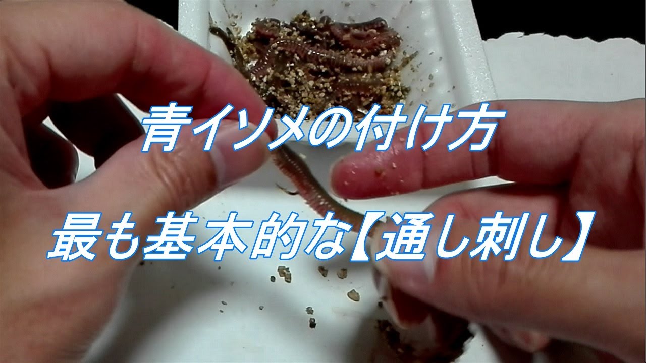 青イソメの付け方 - 最も基本的な【通し刺し】 -