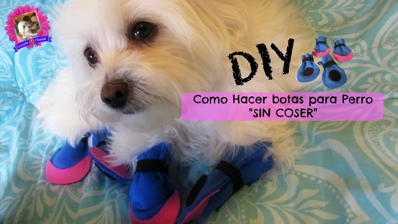 Como hacer botas para perros DIY, SIN COSER, coton de Tulear I Lorentix