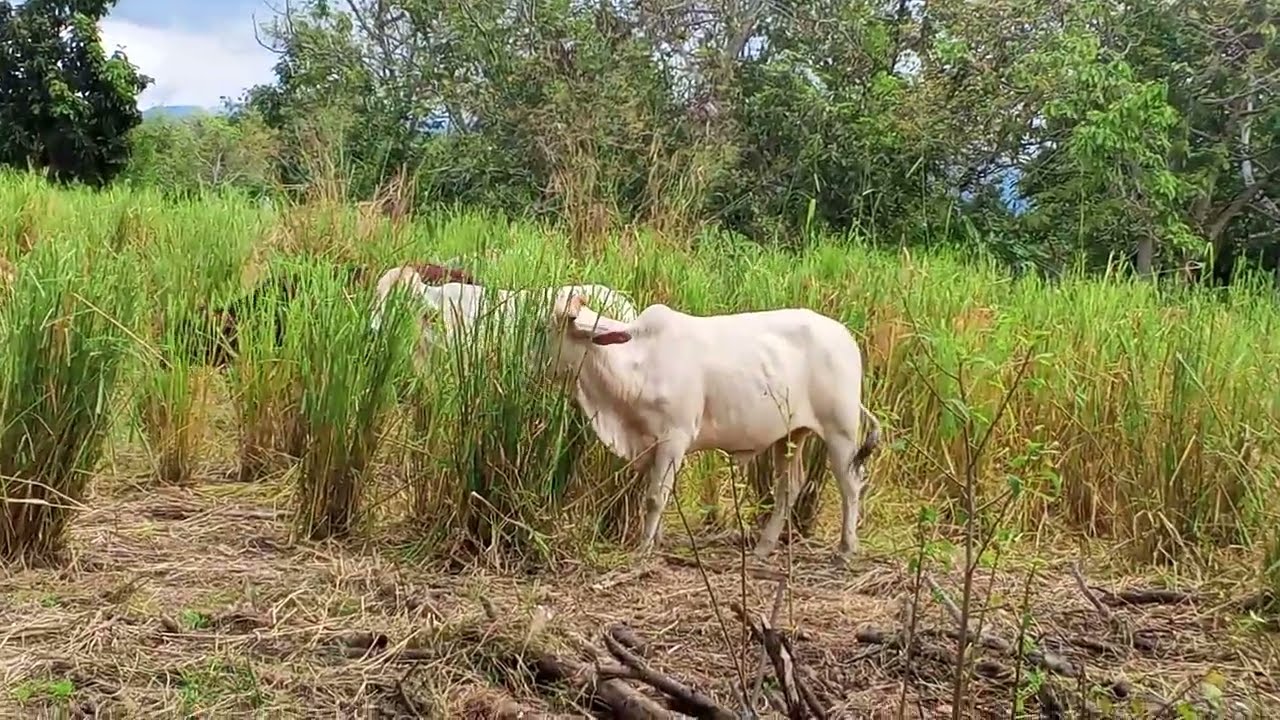 Fui a ver si ya le habían vaciado  dónde comen melasa y mira lo que pasó 