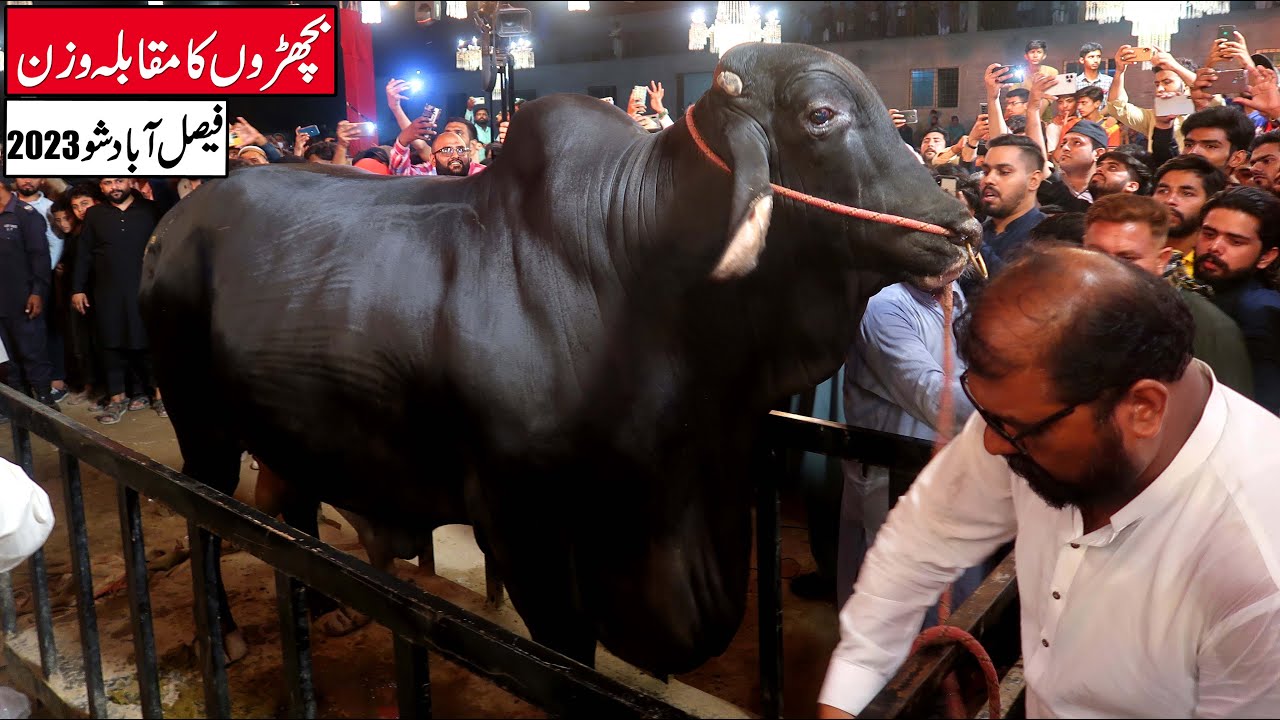 3180 Pound Biggest Bull Wins Faisalabad Cattle Show 2023