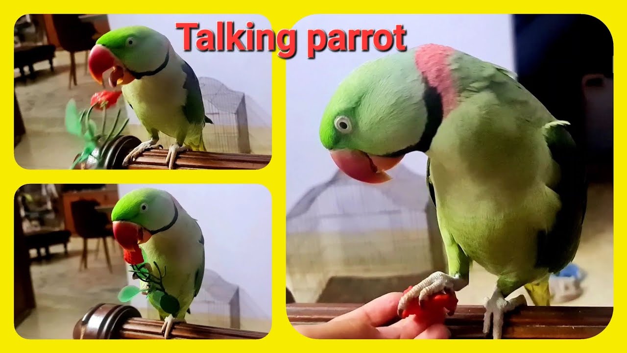 Peekuu, So Amazing talking parrot | Parrot talking very clearly |playing and talking|