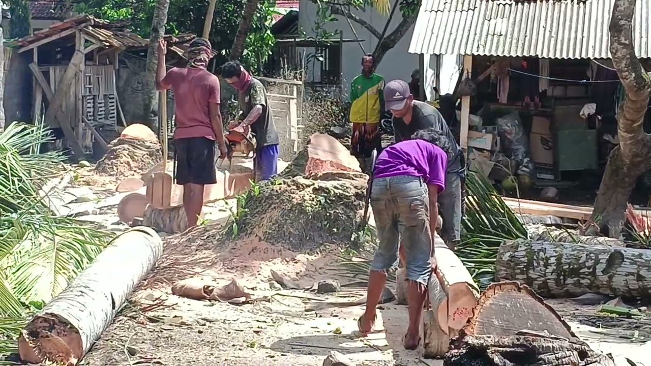 CARA PENEBANGAN POHON KELAPA DI TEMPAT YANG TERJEPI BANGUNAN