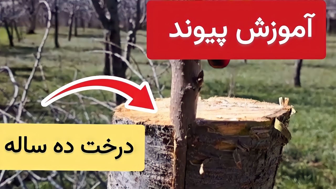 روش پیوند درختان بزرگ