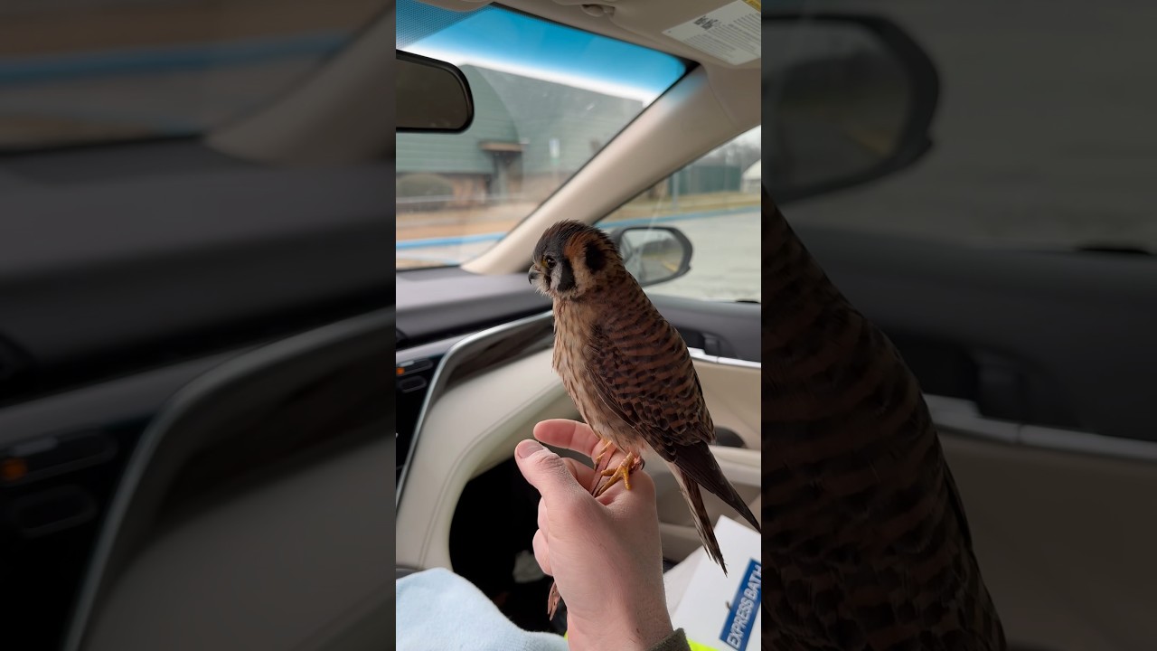 Car hawking invasive European Starlings with Churro, the American Kestrel! The original viral video!