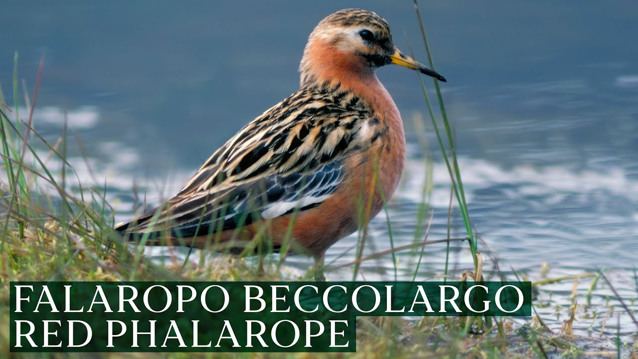 FALAROPO BECCOLARGO | In alimentazione