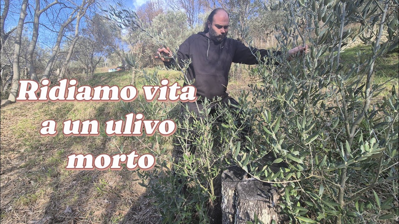 Come rigenerare un vecchio ulivo