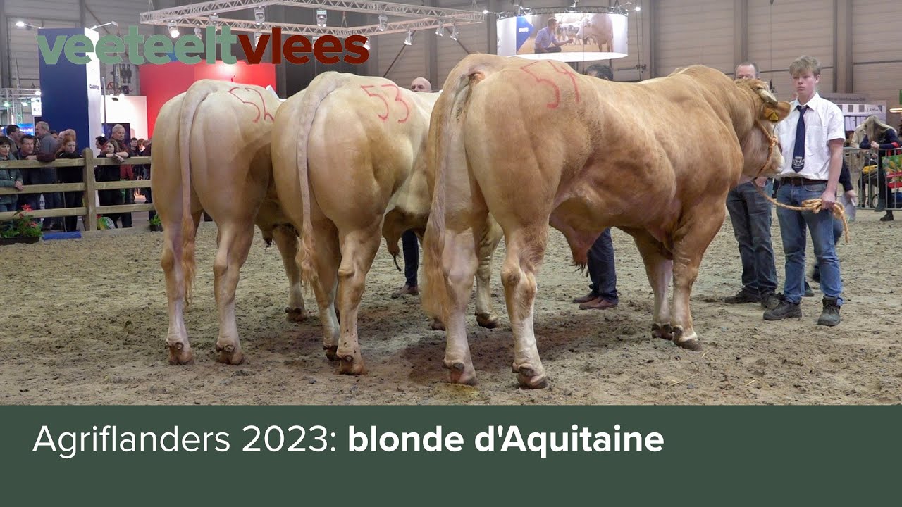 Agriflanders 2023: blonde d'Aquitaine