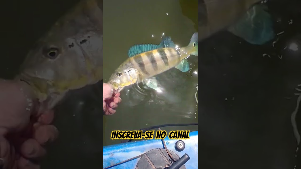 azulego #pescaria #pescador #pesque #fishing #pescaesportiva #tucunar #peixebruto
