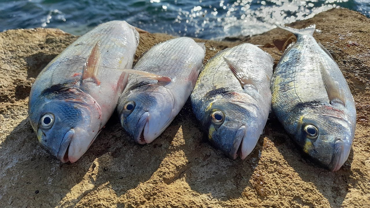 PESCA ALL'ORATA INSEGUENDO LA BIG