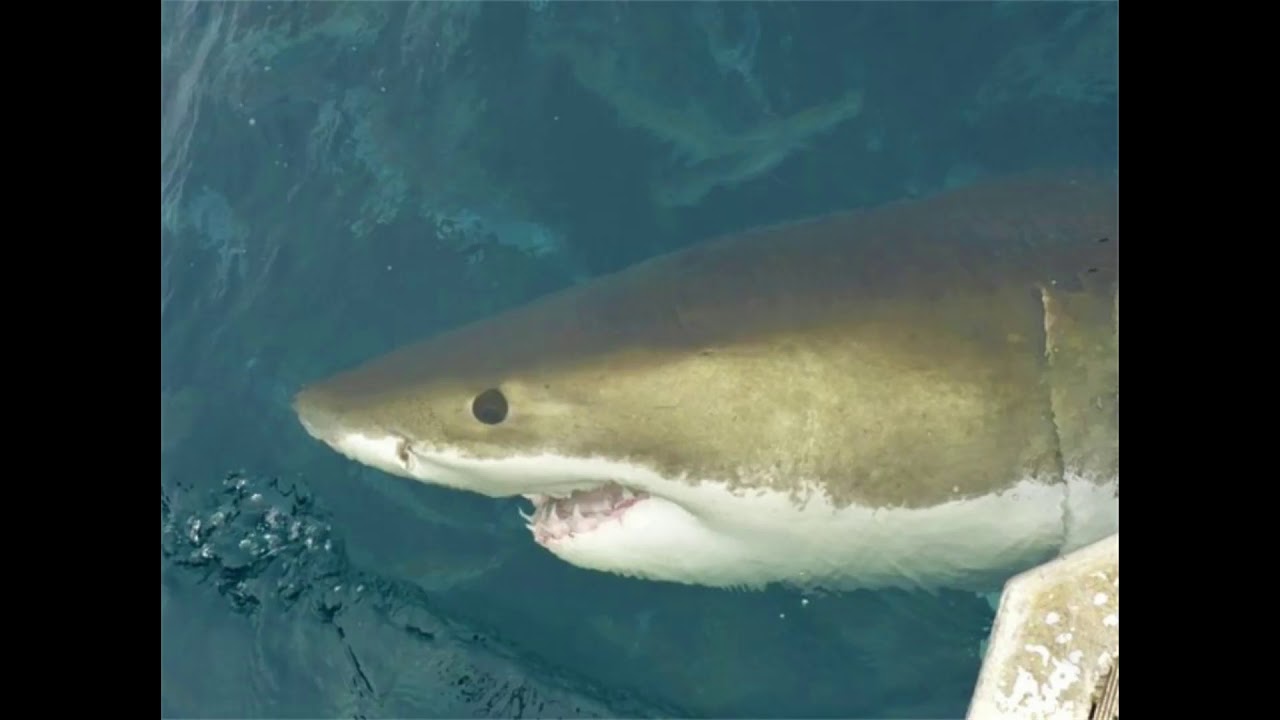 SHARK DIVE NEPTUNE ISLANDS / PORT LINCOLN, SOUTH AUSTRALIA -SLIDESHOW, GREAT WHITES, WHITE POINTERS