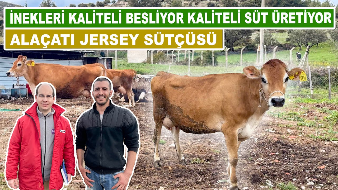 İnekleri Kaliteli Besliyor Kaliteli Süt Üretiyor | Alaçatı Jersey Sütçüsü