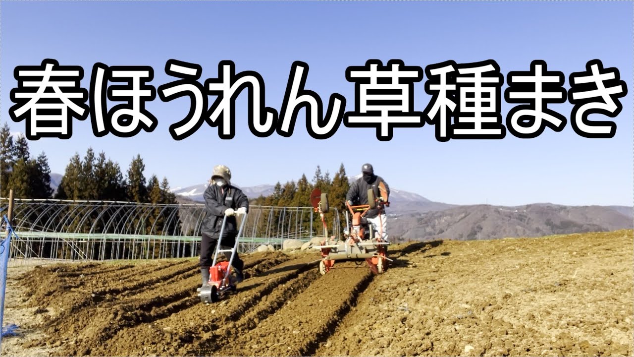 春ほうれん草　種まき
