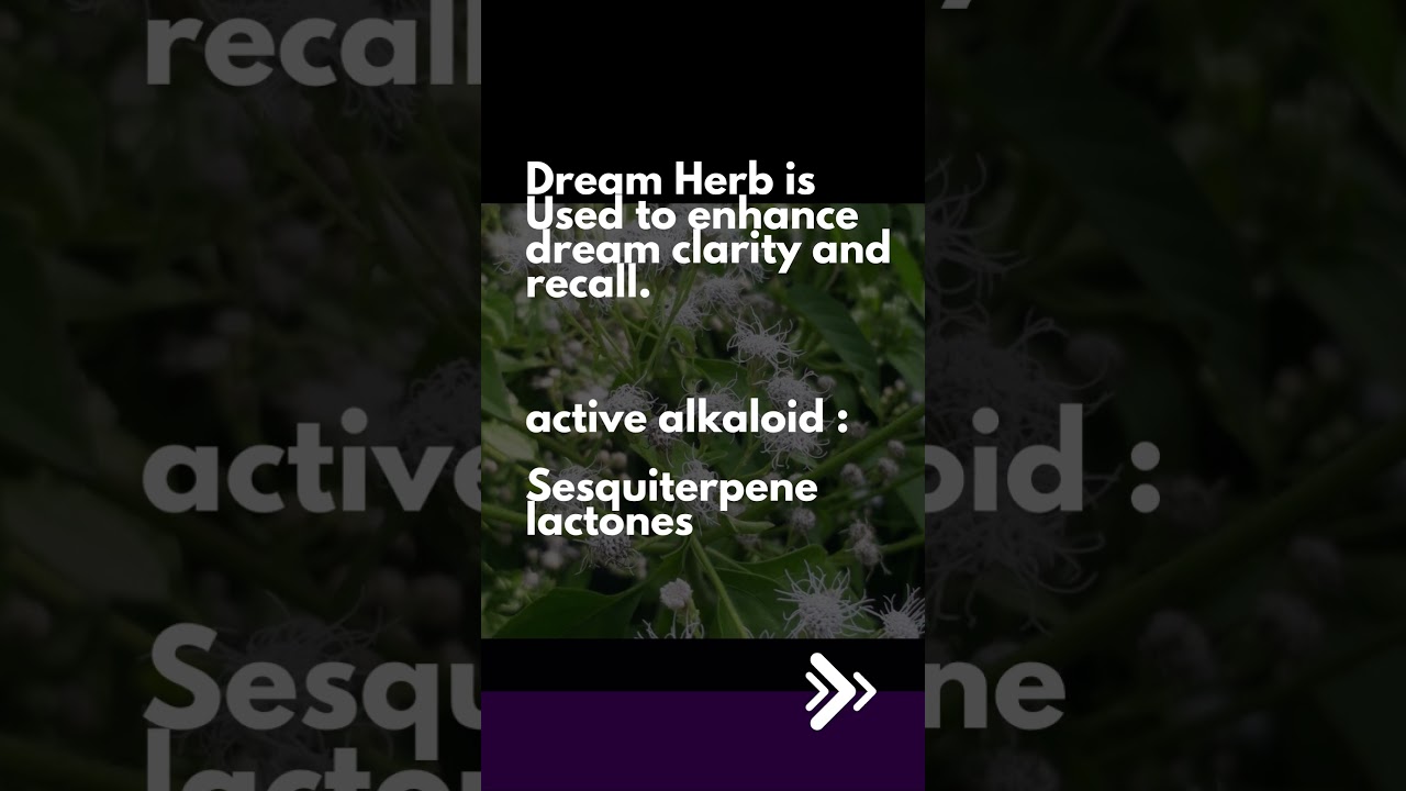 Dream Herb / Calea Zacatechichi
